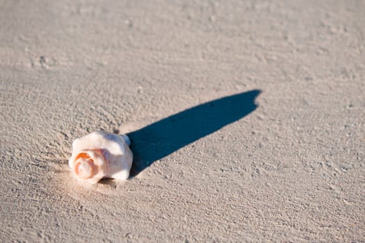 Isolated seashell on the sandy beach with shadow