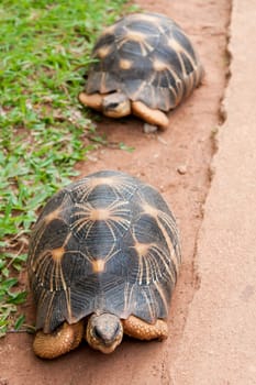 The radiated tortoise, endemic from south of Madagascar