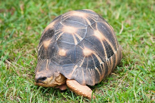 The radiated tortoise, endemic turtle from south of Madagascar