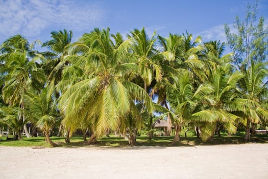 Coconuts on the beach