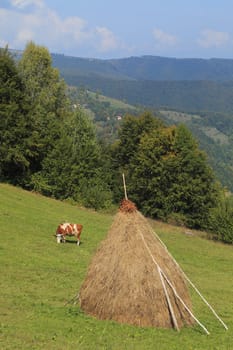 Landscape in an isolated mountainous rural area in Apuseni Mountains, in Transylvania,Romania. The place is known as Motilor country.