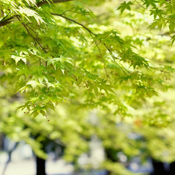 Nature background of green maple in outdoor.