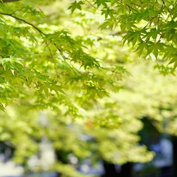 Nature background of green maple in outdoor.