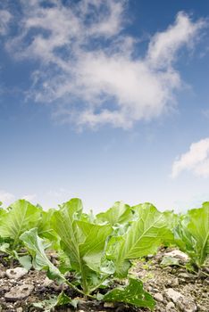 Green cabbage farm under blue sky in Lanyang Plain, Yilan, Taiwan, Asia.