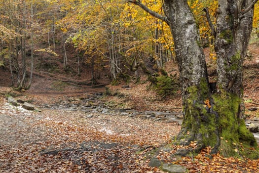 Image of beautiful autumn forest in mountains