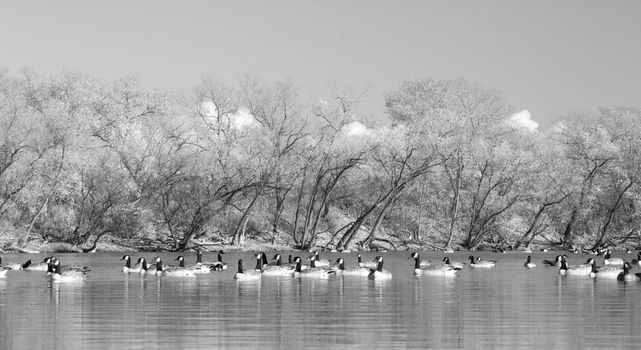 A black and white picture of a bunch of Canada wild geese in a pond