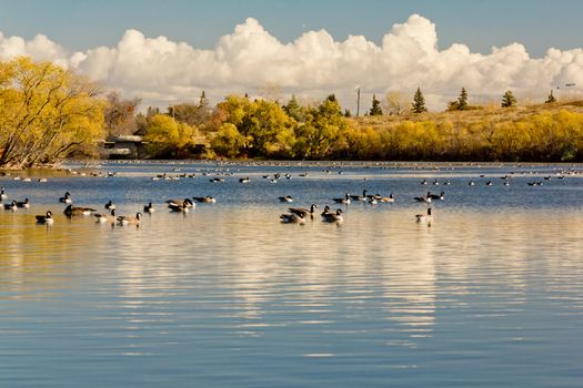 A picture of a pond with many wild geese and the reflection of the clouds