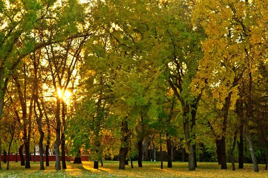 A beautiful autum day with the sun setting behind the trees