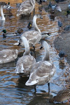 High resolution image. Ducks and swans on the bank of lake.