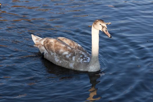 High resolution image. The swan floats on lake. White swan.