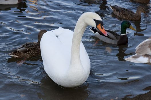 High resolution image. Ducks and swans on the bank of lake.