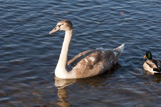 High resolution image. The swan floats on lake. White swan.