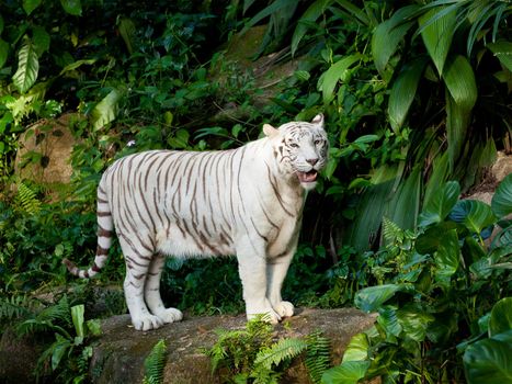 White tiger in jungles