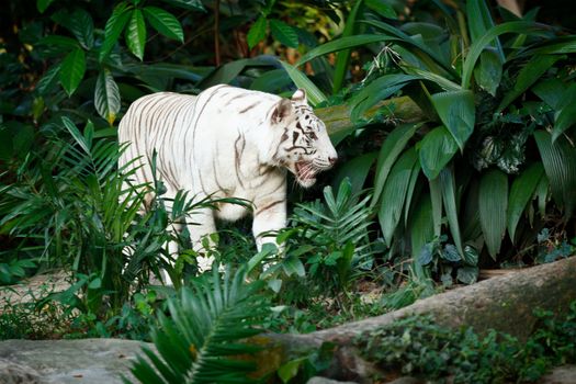 White tiger in jungles