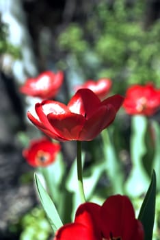 Beautiful red tulip flowers background. Close Up, shallow DOF.