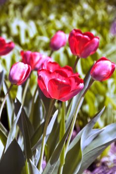 Beautiful red tulip flowers background. Close Up, shallow DOF.