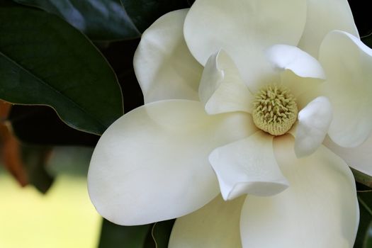 Beautiful specimen of a magnolia tree flower blossom. 


