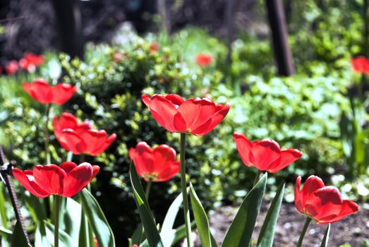 Beautiful red tulip flowers background. Close Up, shallow DOF.