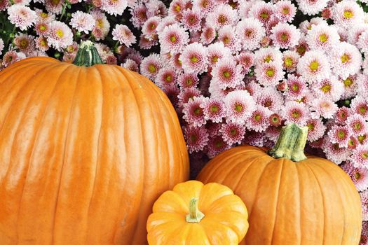 Three pumpkins in front of beautiful purple chyrsanthemums.
