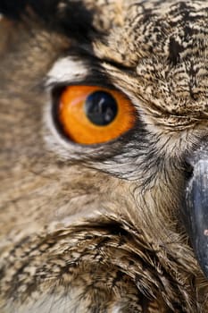 The beauty of an Owl in the evening sun.