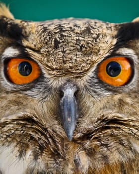 An Owl stares back with great wisdom behind it.