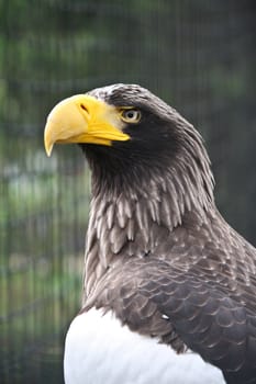 An Eagle sat proudly and resolutely against the morning sun.