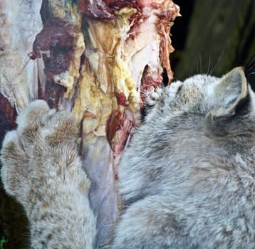 A Wild Cat tears at it's catch.