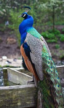 A Peacock sat on the fence, looking out towards the sunrise.