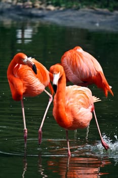 Flamingos Splashing at the Water's Edge at a lake in Northern Europe