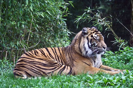 A Tiger wakes from it's slumbers