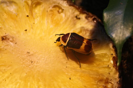 An bug feeding upon the bright surface of a Pineapple