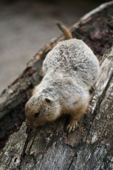 A squirrel searches for nuts atop a fallen tree