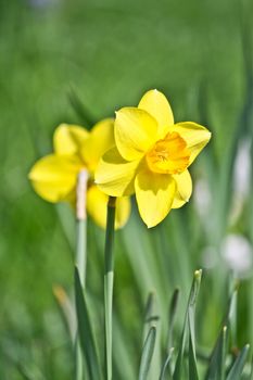Two Daffodils illuminated by the midday sun, stood, as it reflections of eachother.