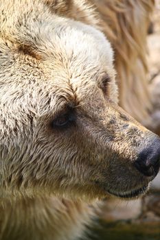 A Close-up of a bear at the lake side