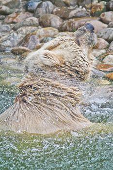 A Brown Bear shakes itself vigourously to dry off as it leaves the lake had swam across.