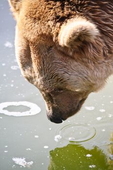A Brown Bear studies his reflection in the lake water below.