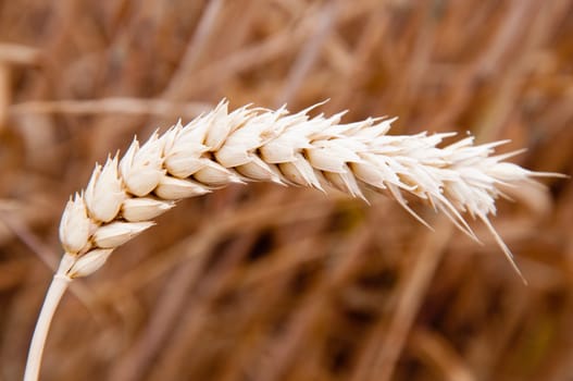wheat in the field