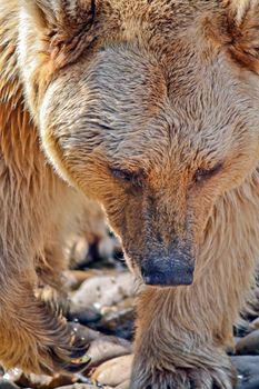 A Brown Bear hunts for food along the side of a lake in Europe.
