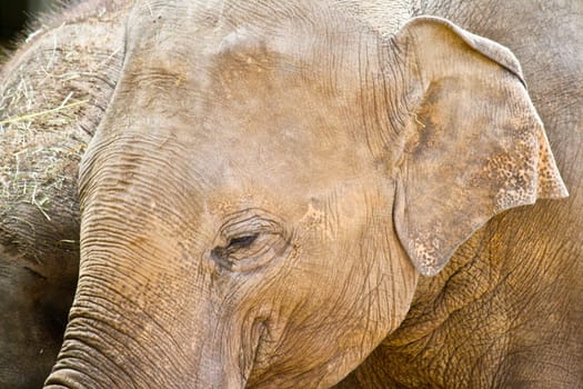 A family of Elephants travels to feed with its two newer members.