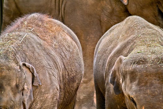 A family of Elephants travels to feed with its two newer members.