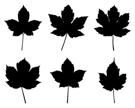 Maple leaves