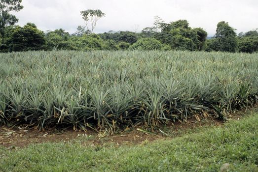 Pineapple plantation