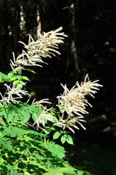 Goat's beard (Aruncus dioicus)