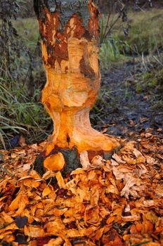 Beaver tree