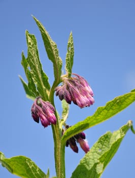 Comfrey (Symphytum officinale)