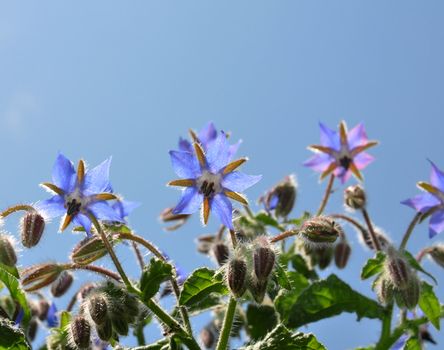 Borage (Borago officinalis)