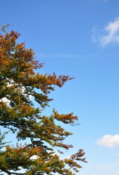 Beech tree in fall