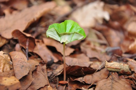 Beech seedling