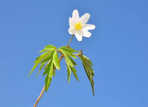 Wood anemone