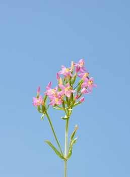 Common centaury (Centaurium erythraea)